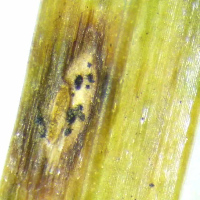 thumbnail for publication: Anthracnose